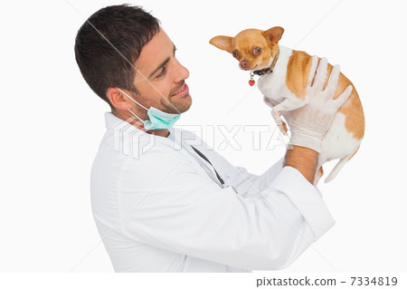 Happy vet holding chihuahua and smiling 7334819