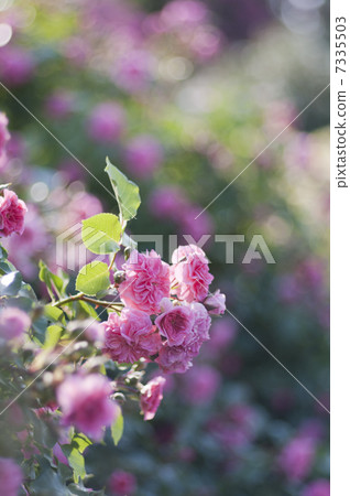 粉紅色的Suwanee（玫瑰） 7335503