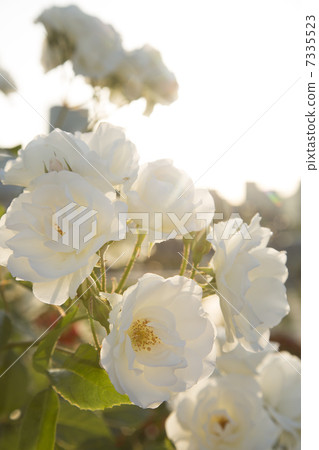 Rose rose white rose Rose rose white rose 7335523