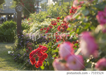 A rose garden 7335524