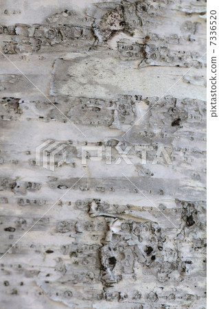 白樺樹幹 白樹幹 7336520