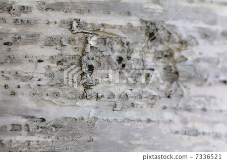 White birch tree trunk 7336521