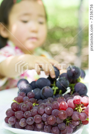 gigantic peak, delaware, grape 7336756