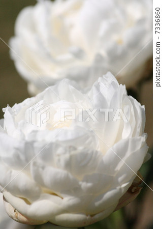 [Summer peony] 7336860
