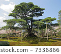 Kenrokuen · Negamatsu 7336866