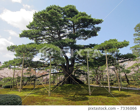 Kenrokuen·Negamatsu Kenrokuen·Negamatsu 7336866