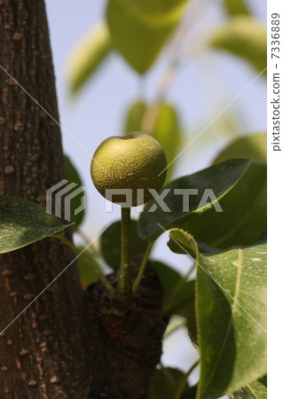 [Immature Homizu pear] 7336889