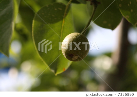 [Immature Homizu pear] 7336890