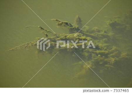 骯髒的水生植物在池塘的水中 7337465
