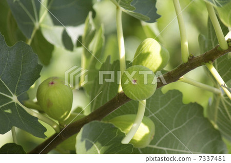 田野中沒有經驗的水果 田野中沒有經驗的水果 7337481