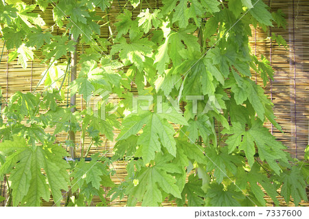 黃瓜種植在私人住宅的屋簷下 7337600
