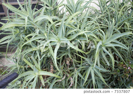 蘆薈種植在私人住宅的屋簷下 7337807