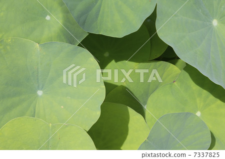 Lotus leaf 7337825