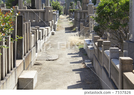Common graveyard 7337826