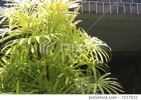 在房子的入口的Kannon竹子 7337932