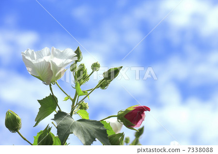 Tree Furong's Flower and Autumn Sky growing naturally in the countryside hot spot 7338088