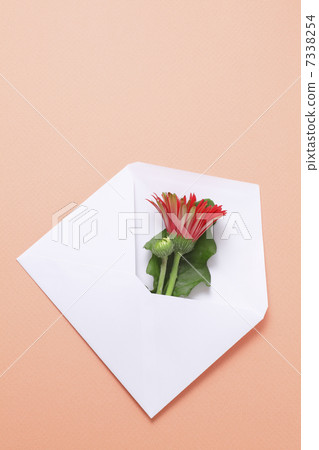 Red Gerbera flowers in a white envelope Red Gerbera flowers in a white envelope 7338254