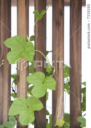 Platted vines with latticed doors 7338260