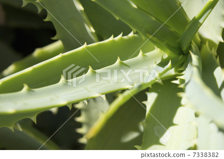 Up aloe cactus Up aloe cactus 7338382