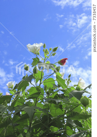 樹芙蓉的花和秋天的天空在農村熱點自然生長 7338457