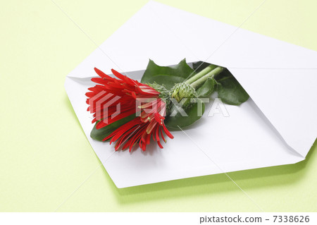紅色大丁草在一個白色信封開花 7338626
