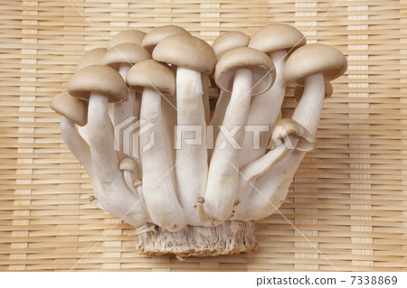 Hieji蘑菇 Hieji蘑菇 7338869