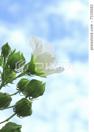 樹芙蓉的花和秋天的天空在農村熱點自然生長 7338882