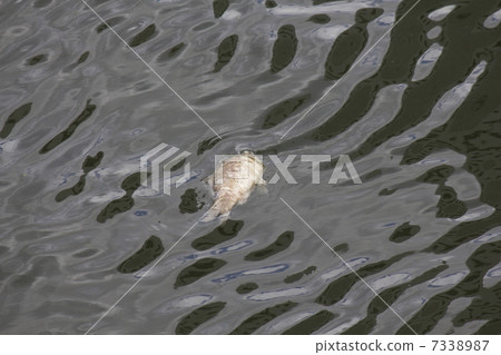 由於水中缺氧，一條河的F魚死亡 7338987
