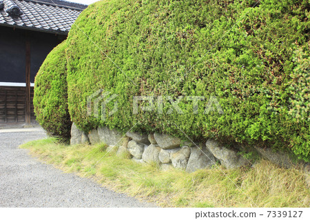 Hedge of a private house Hedge of a private house 7339127