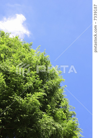 水杉樹和藍天 水杉樹和藍天 7339187