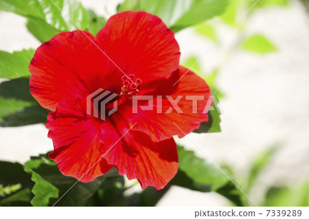 Red hibiscus flower Red hibiscus flower 7339289