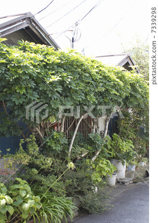 木棉葉覆蓋了唐樓的入口 7339298