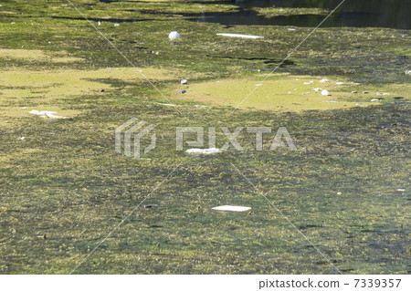 Algae and garbage on the surface of an abnormally generated pond Algae and garbage on the surface of an abnormally generated pond 7339357