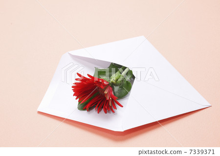 紅色大丁草在一個白色信封開花 7339371
