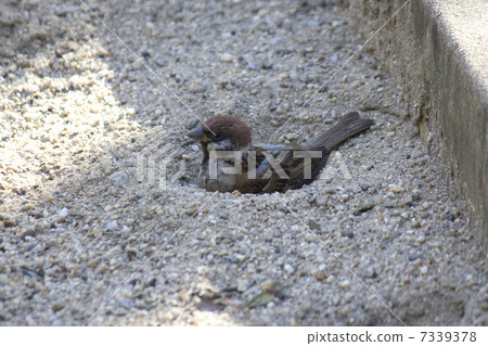 Sparrow that takes a sand bath and cools at a sandbox in a child park 7339378