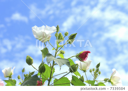 Tree Furong's Flower and Autumn Sky growing naturally in the countryside hot spot 7339384