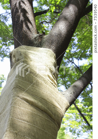 關心Zelkova 關心Zelkova 7339540