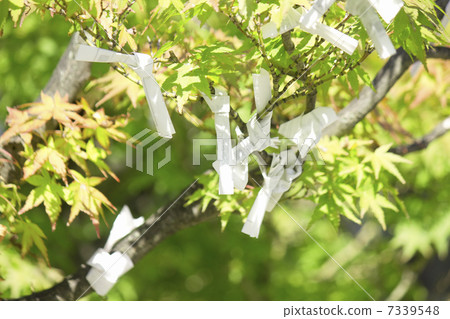 Omikuji tied to the branch of Momiji Omikuji tied to the branch of Momiji 7339548