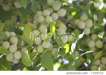 仍然是藍色的淡水水果 7339715