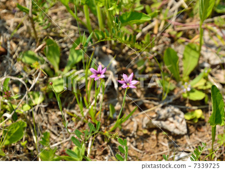植物·Chamaecyparis obtusa 植物·Chamaecyparis obtusa 7339725