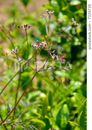 植物·龍蝦拉米斯里 植物·龍蝦拉米斯里 7339726