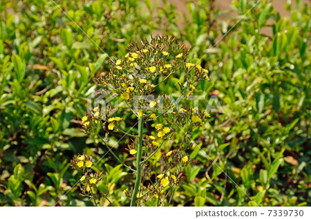 植物·Onita Birako美學 植物·Onita Birako美學 7339730