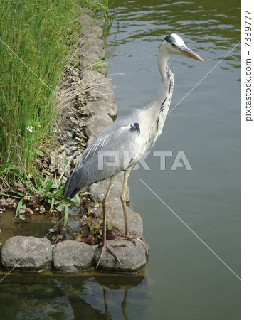 Gray heron 7339777