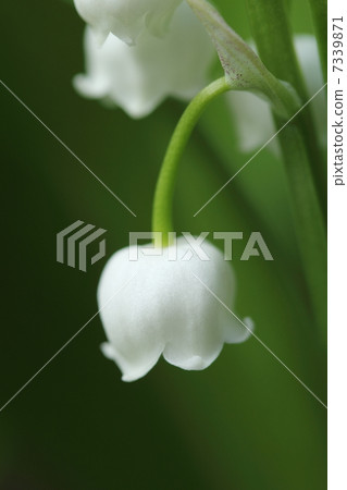 Lily of the valley 7339871