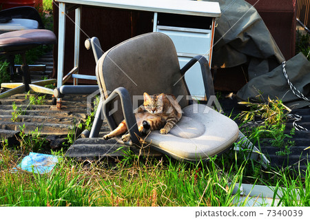 animal, animals, cat 7340039