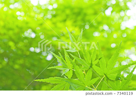 新鮮的綠色的楓樹 新鮮的綠色的楓樹 7340119