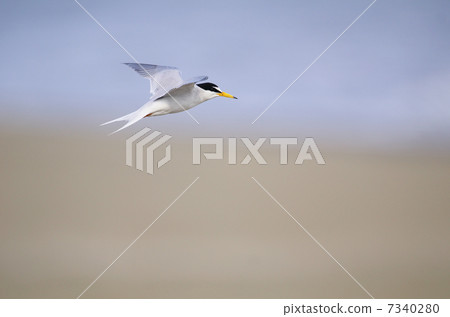 核心菜 核心菜 7340280