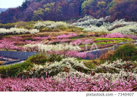 桃花 桃花 7340407