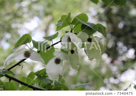 Handkerchief 7340475