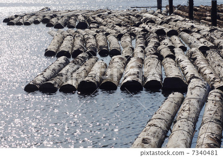 Wood floating on the water surface 7340481